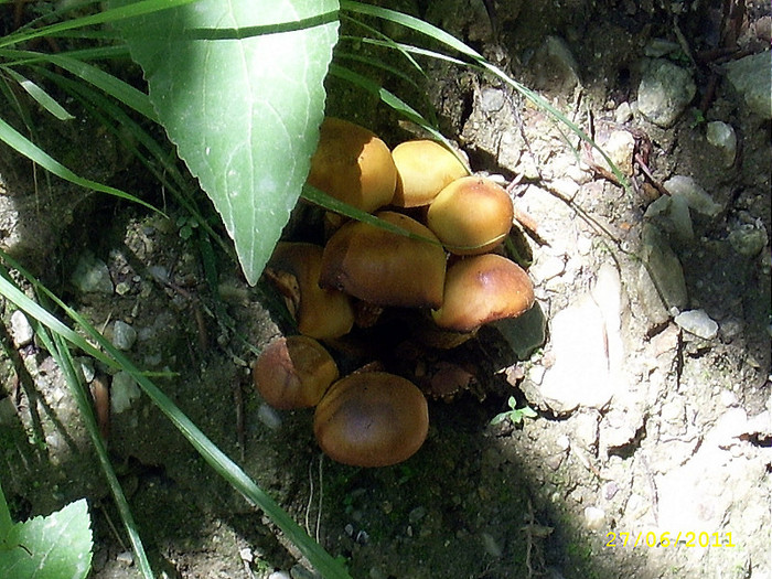 181. - Fascinanta Romanie - 3