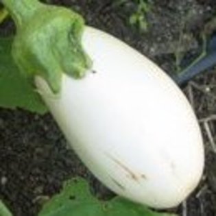 Eggplant White