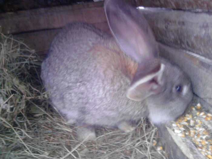 P250112_11.19_[02] - Iepuri