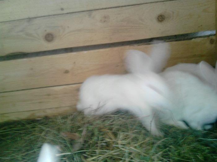 P250112_11.21_[02] - Iepuri