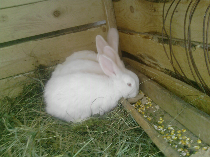 P250112_11.21_[03] - Iepuri