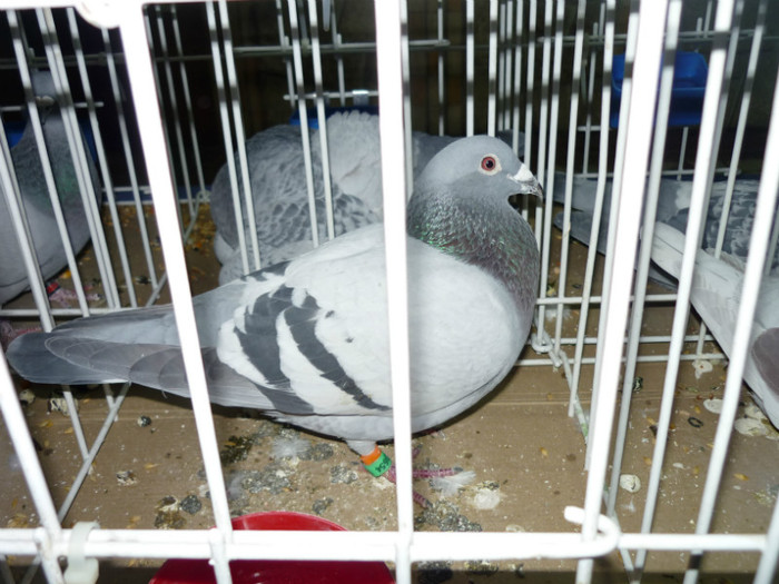 2463654-10; L5 General Tieneret Expo Jud Cimpina 2012
