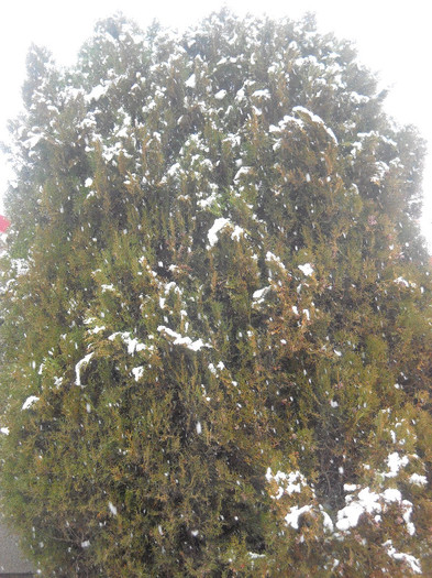 25.01.2012 Un brad frumos,......!