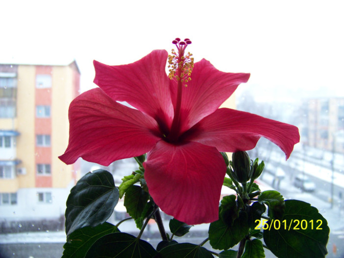25.01.2012 - 0 Hibiscusi 2012