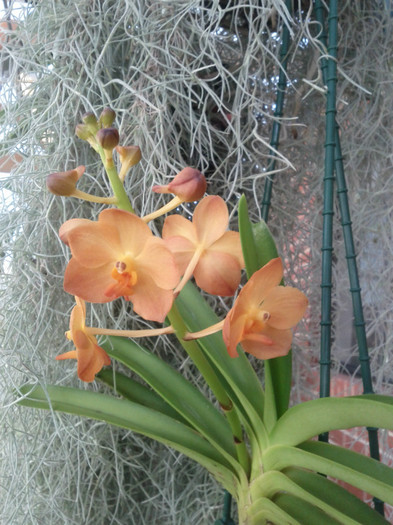 25.01.12 - Vanda
