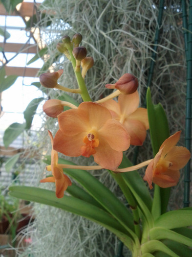orhidee..VANDA - Vanda