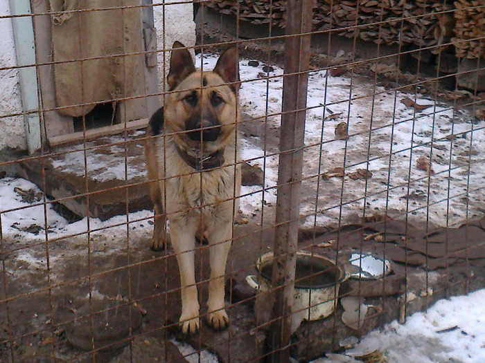 De vinzare Femela de Ciobanesc german1,5 ani - 0 0 25 Ian 2012 De Vinzare