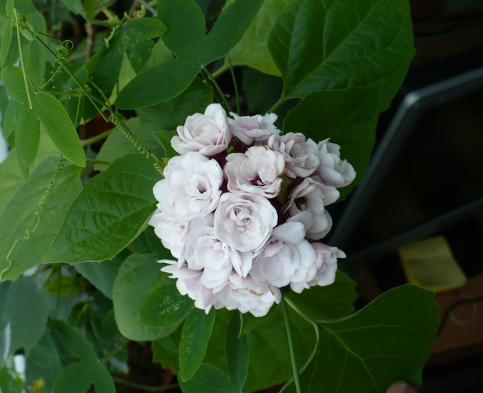 P1360917 - Clerodendron 2012