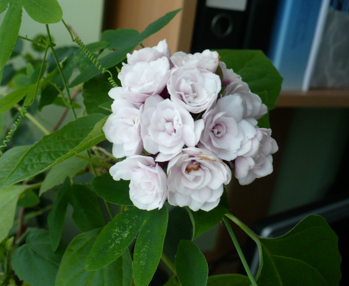 P1360918 - Clerodendron 2012