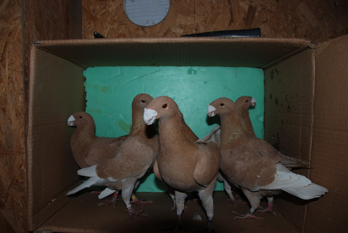 DSC_0028 - Voiajori germani de frumusete