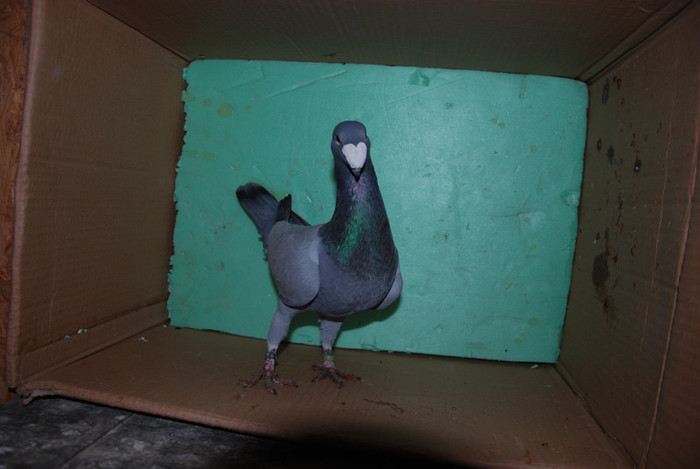 DSC_0029 - Voiajori germani de frumusete