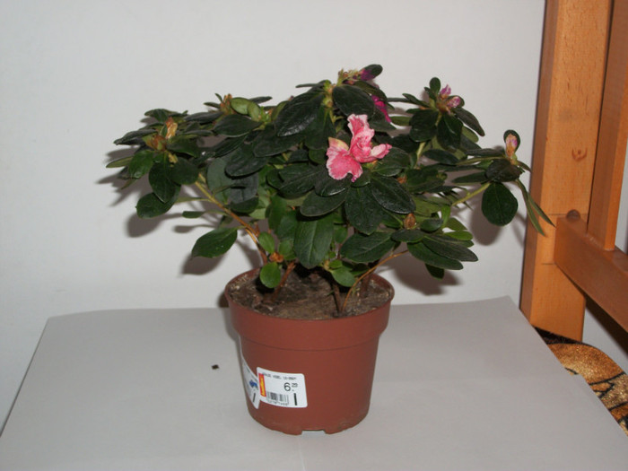 azalee - baumax - 6lei