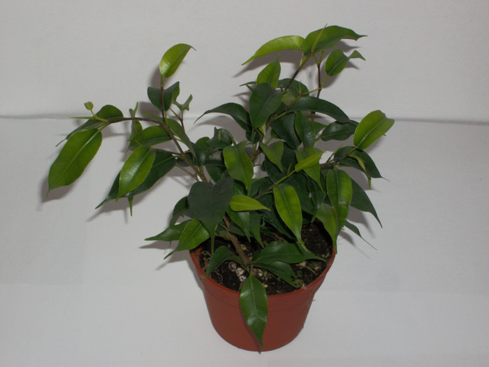 ficus benjamina lucia - brico - 4 lei