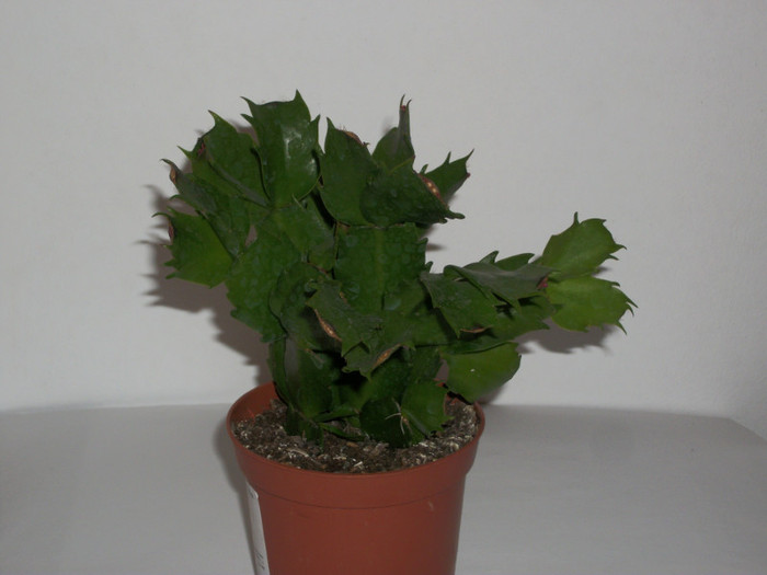 schlumbergera - brico - 6 lei