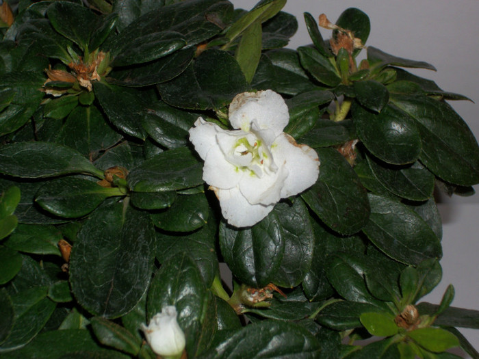 azalee - baumax - 6lei