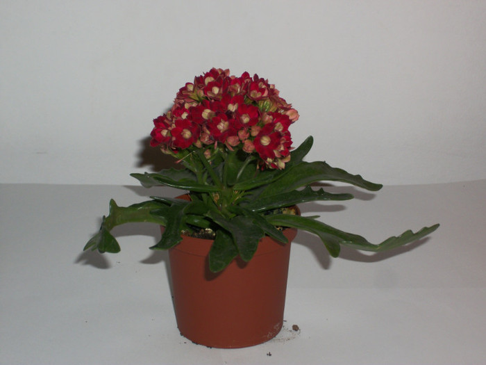 kalanchoe brico 7 lei
