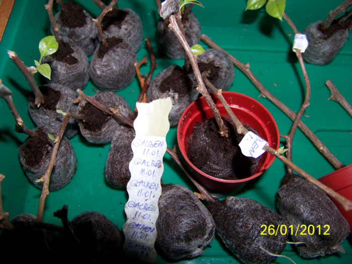 cele care au stat in apa - inmultire bouga si alte plante