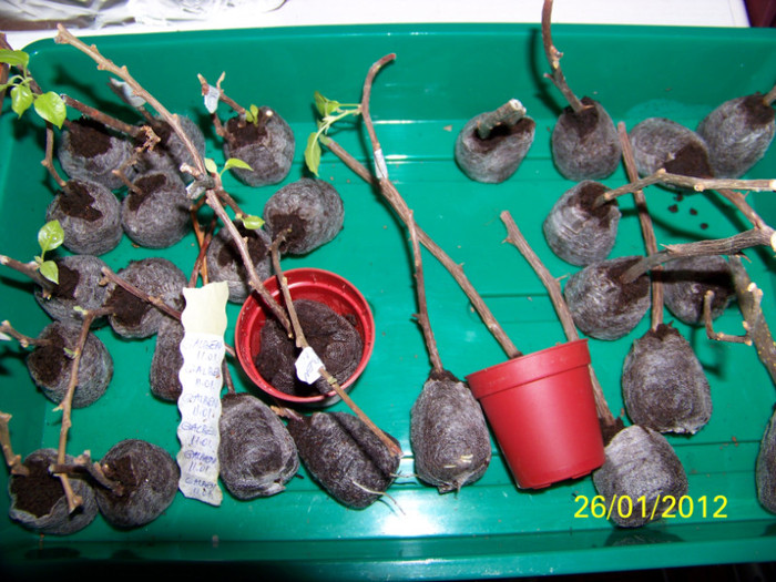 269_4476 - inmultire bouga si alte plante
