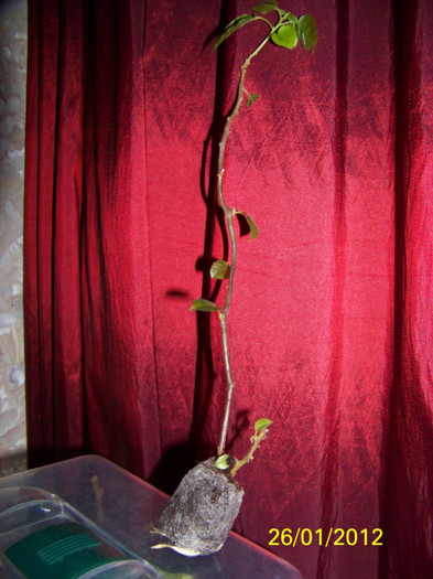 269_4481 - inmultire bouga si alte plante