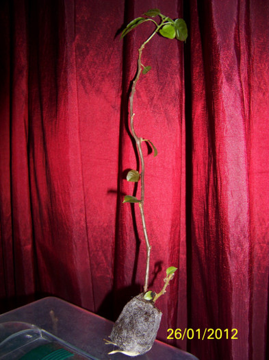 269_4482 - inmultire bouga si alte plante
