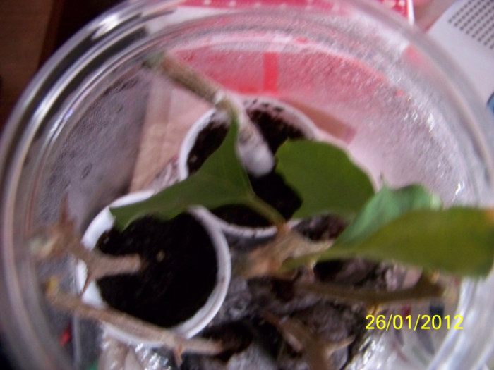 ce mucegai frumos au!:)) - inmultire bouga si alte plante