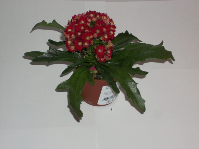 100_6934 - kalanchoe