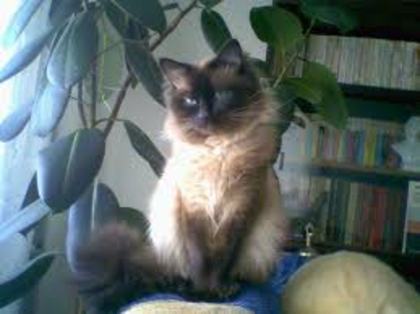 images (27)