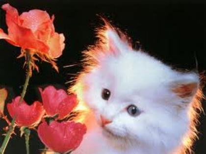 images (34)