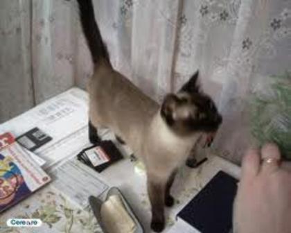 images (41)