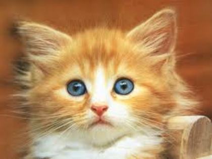 images (42)