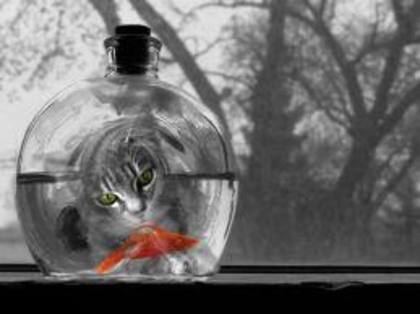 images (72)