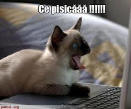 images (73)