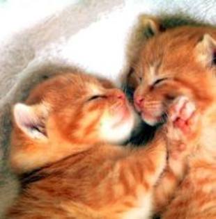 images (84)
