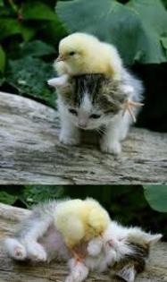 images (95)