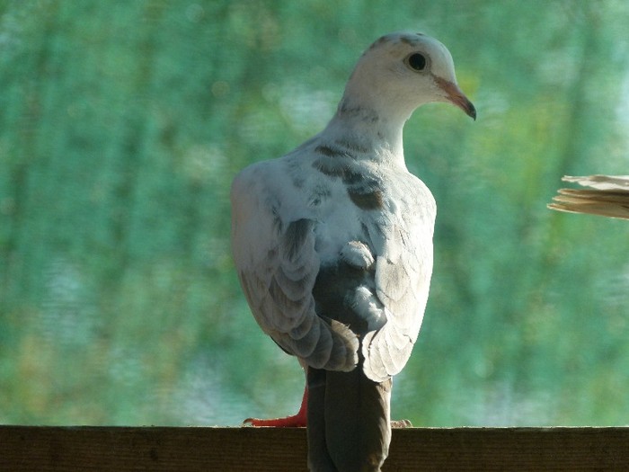 P1020123; turturele razatoare pestrite
