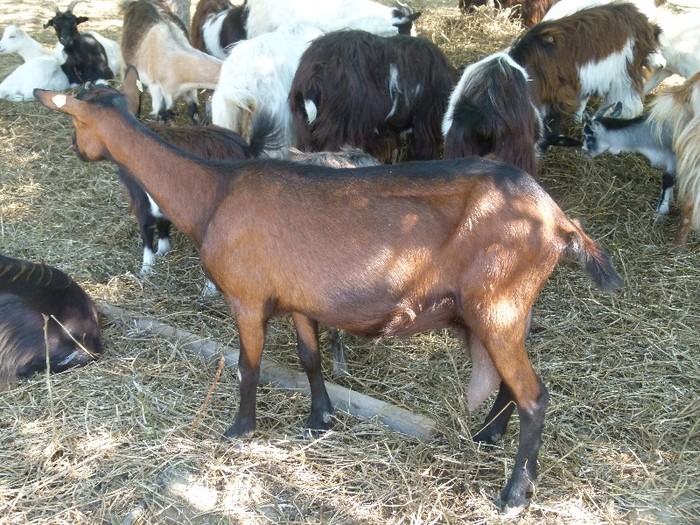 P1020153 - stana de capre