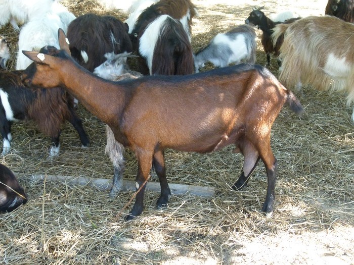 P1020154 - stana de capre