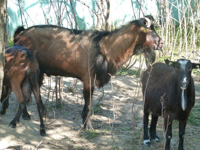 P1020156; Tapul de alpina franceza la 4 ani
