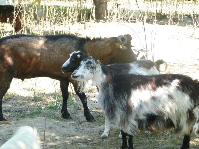 P1020157 - stana de capre