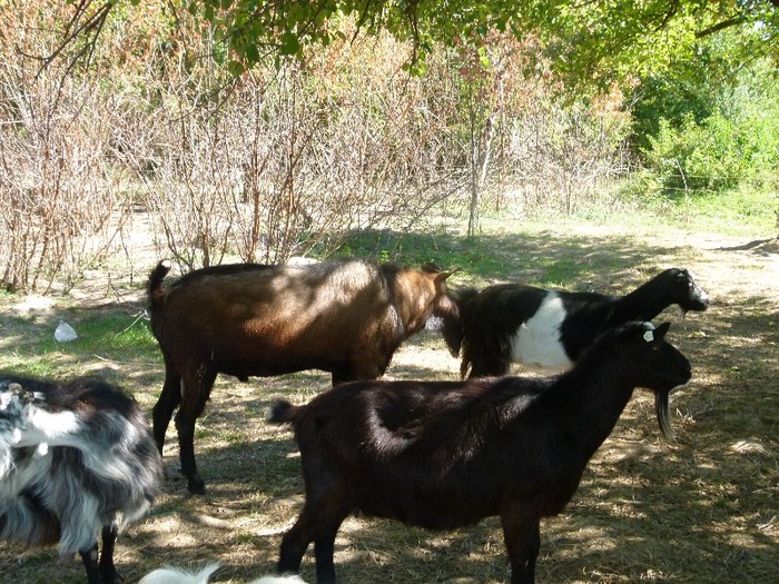 P1020158 - stana de capre