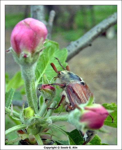 melolonta-melolonta - carabus de mai