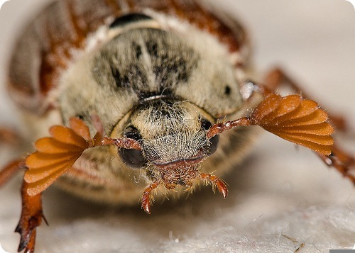 Carabusul - carabus de mai