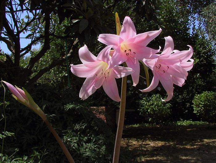 Amaryllis Belladona, 24+, 24 lei - Amaryllis belladona bulbi