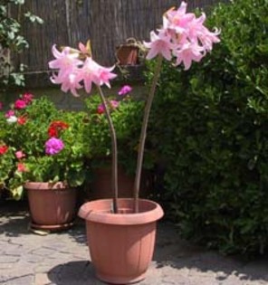 Amaryllis belladonna in ghiveci