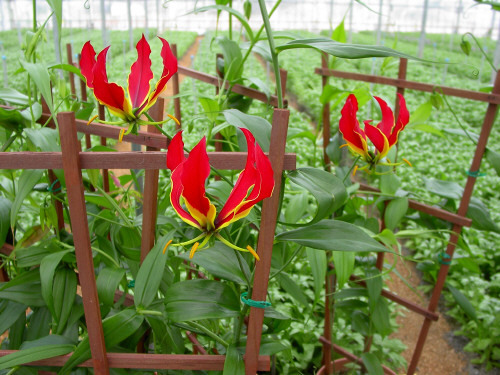 Gloriosa Superba - Gloriosa bulbi