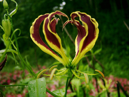 INDISPONIBIL Gloriosa Carsonii - Gloriosa bulbi