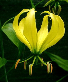 INDISPONIBIL Gloriosa Greenii - Gloriosa bulbi