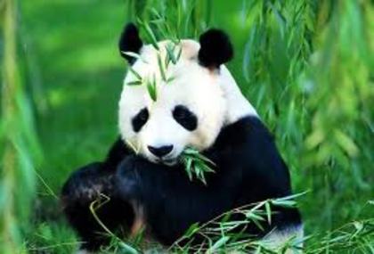 capricorn ( XxSakuraxX)