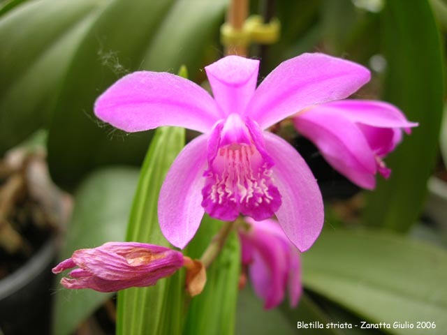 Bletilla striata roz - Orhidee Habenaria Radiata si Bletilla alba si roz