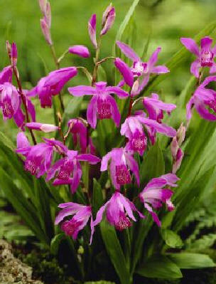 Bletilla striata roz - Orhidee Habenaria Radiata si Bletilla alba si roz